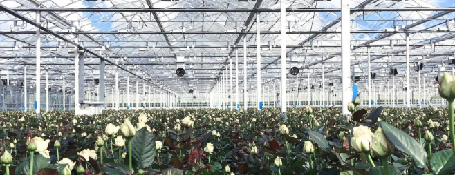 鮮花的供應(yīng)鏈.png 鮮花的供應(yīng)鏈.png